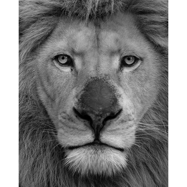 Akoestisch paneel 'Black Nose Lion Black& White'