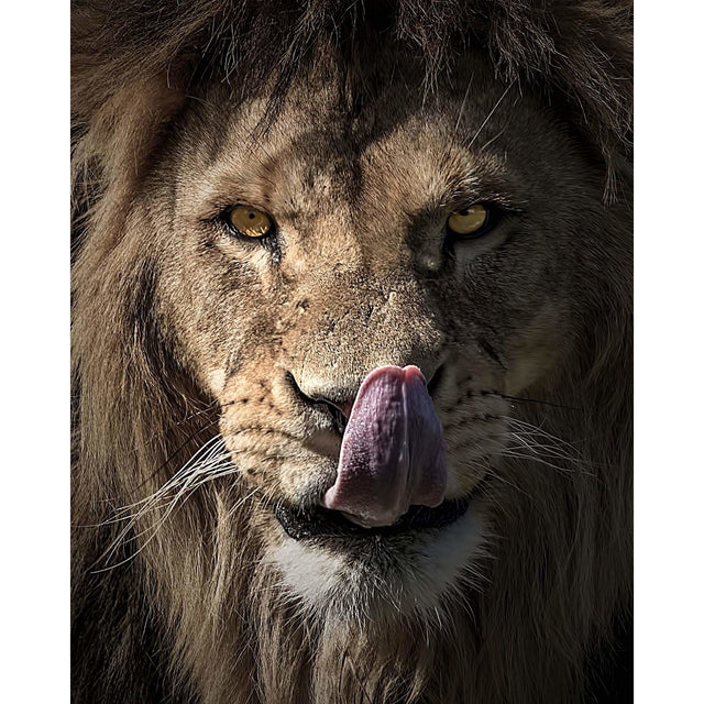 Akoestisch paneel 'Leeuw met tong'