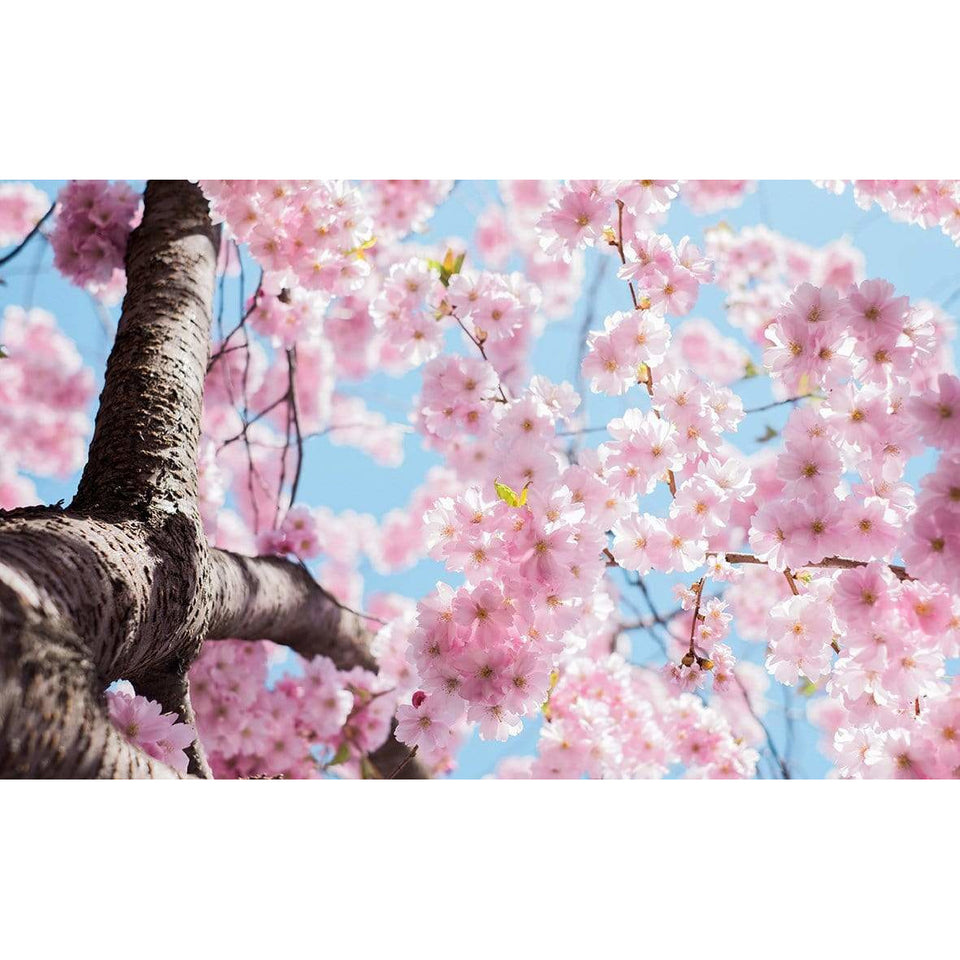 Akoestisch paneel 'Lente Bloesem'