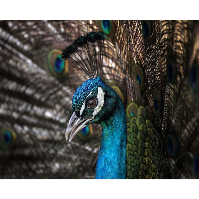 Akoestisch paneel 'Pauw close-up'