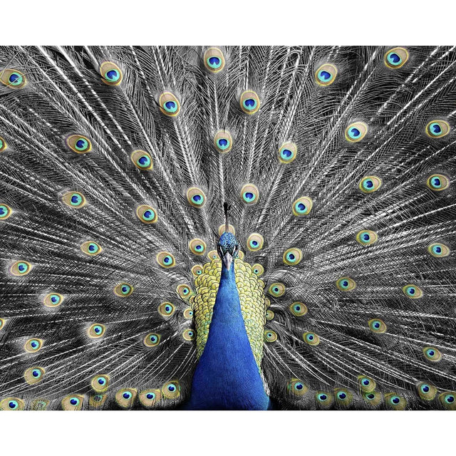 Akoestisch paneel 'Pauw verentooi'