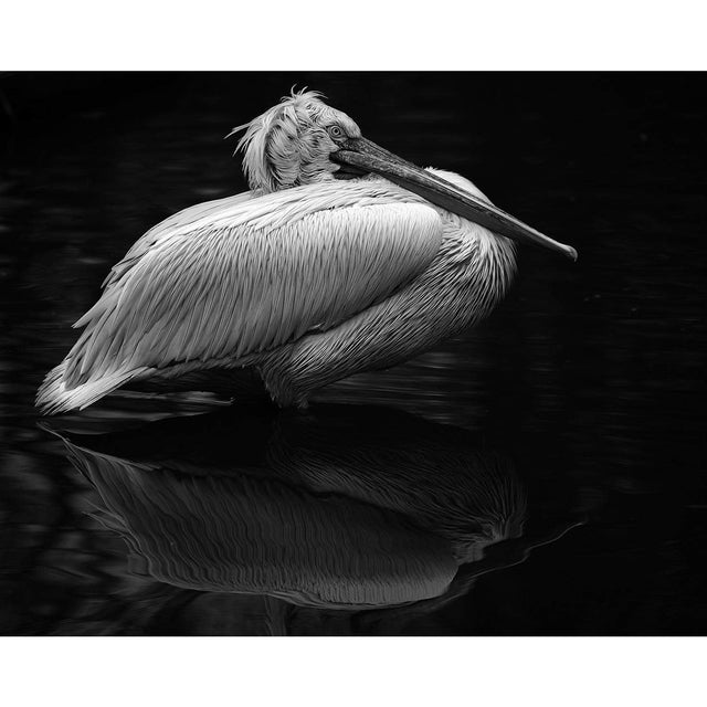 Akoestisch paneel 'Pelikaan Black&White'