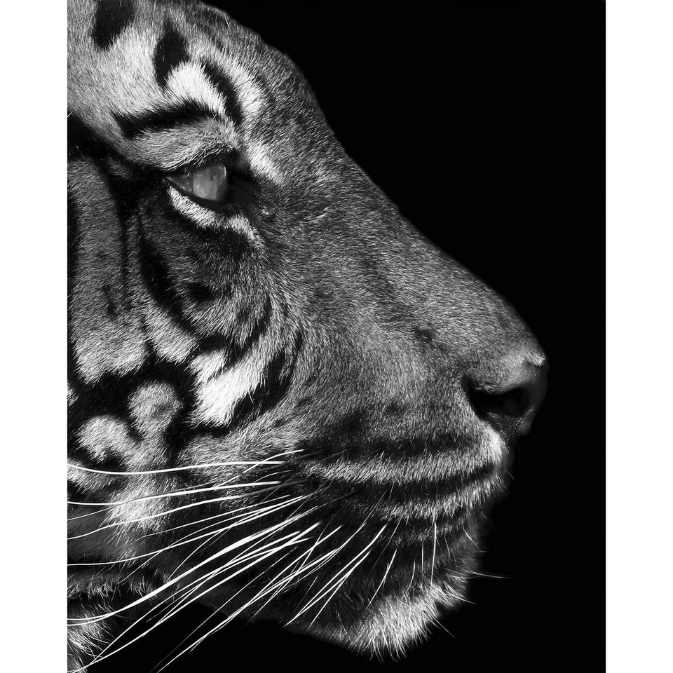Akoestisch paneel 'Tiger Profile Black&White'