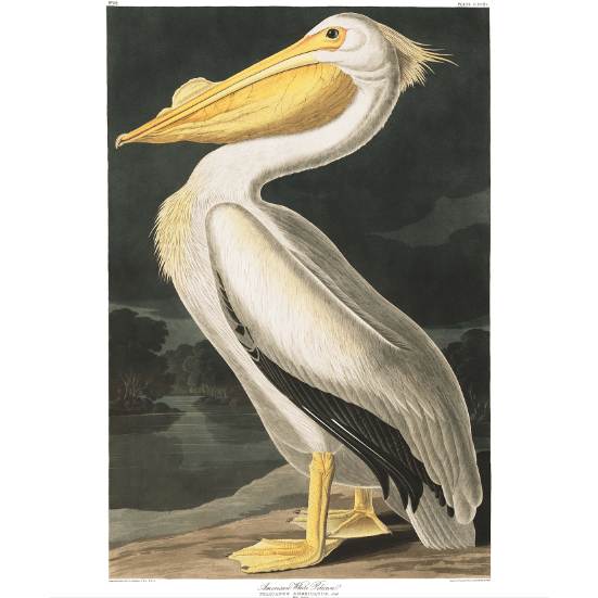 Akoestisch Paneel 'American Pelican'