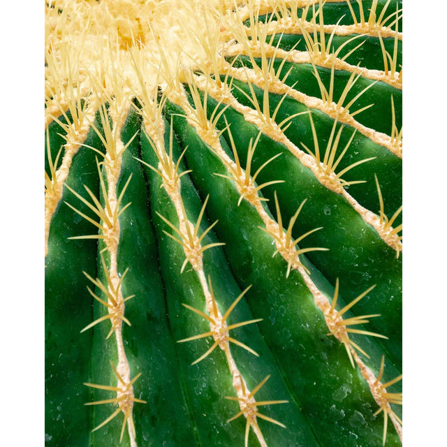 Akoestisch paneel 'Cactus'