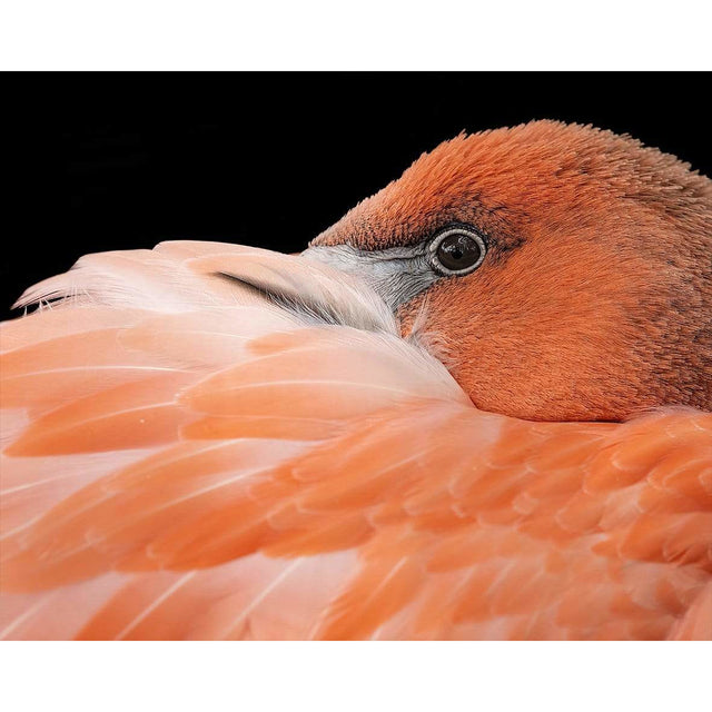 Akoestisch Paneel 'Flamingo close'