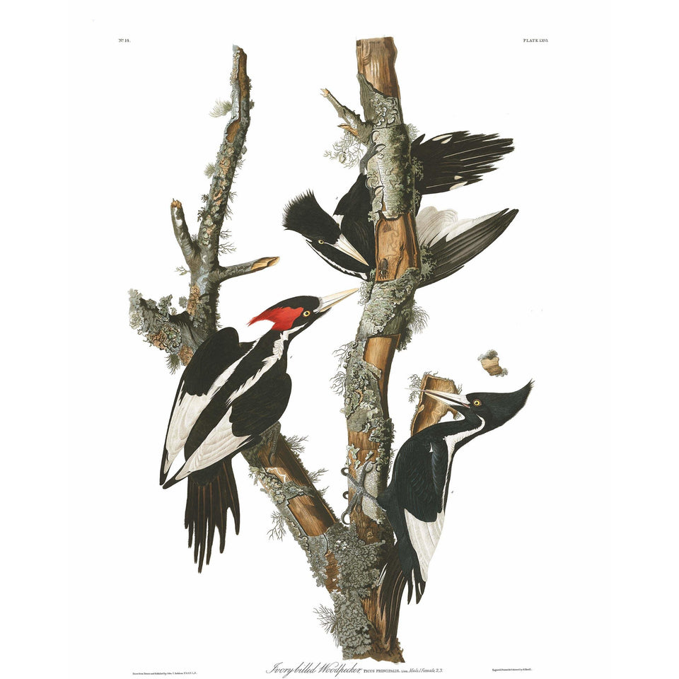 Akoestisch Paneel 'Ivory Billed Woodpeck'