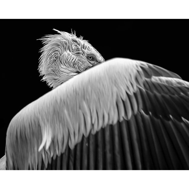 Akoestisch Paneel 'Pelikaan achter vleugel'