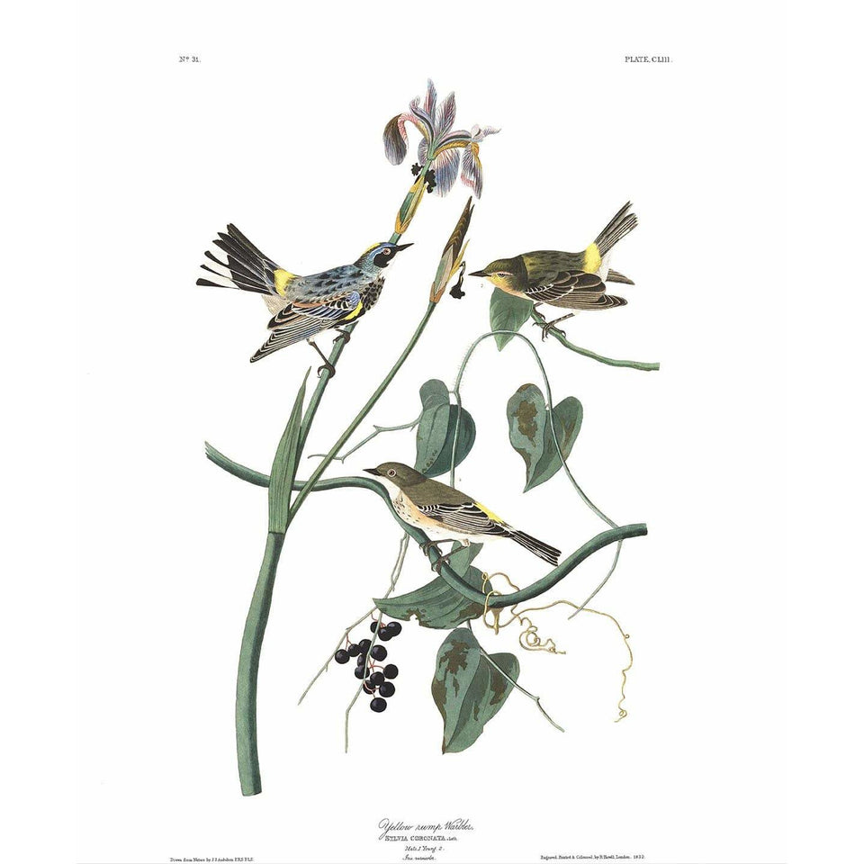 Akoestisch Paneel 'Yellow Rump Warbler'