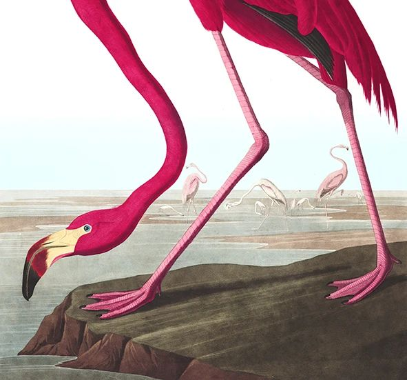 JOHN AUDUBON - BIRDS OF AMERICA