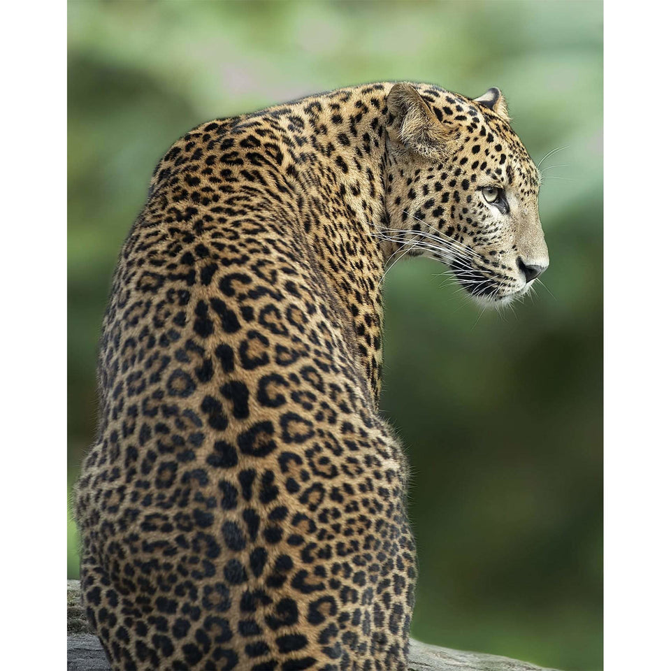 Akoestisch paneel 'Leopard's back'