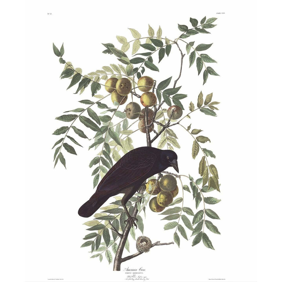 Akoestisch Paneel 'American Crow'