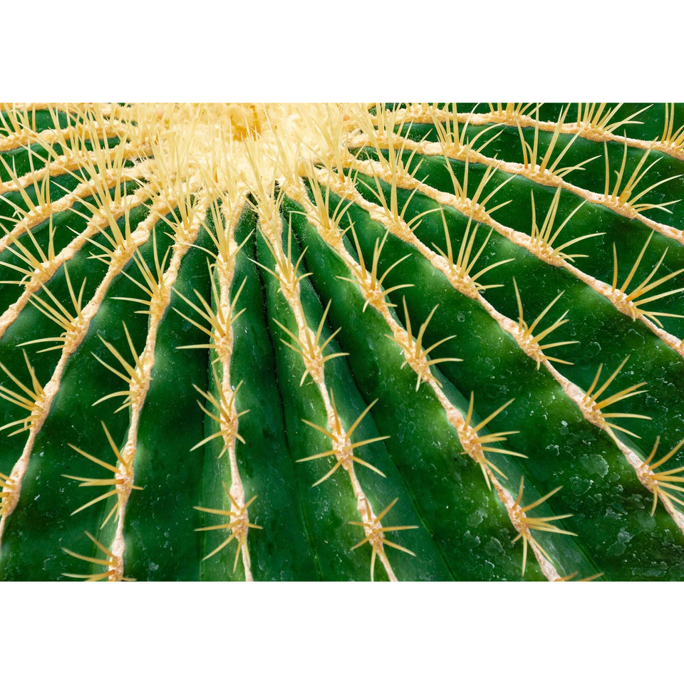Akoestisch paneel 'Cactus'