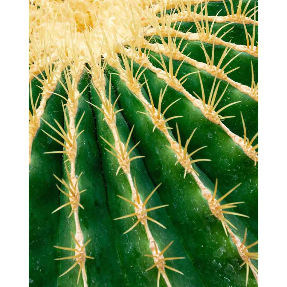 Akoestisch paneel 'Cactus'