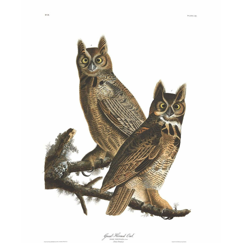 Akoestisch Paneel 'Great Horned Owl'