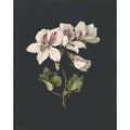 Kunssst akoestisch paneel Akoestisch paneel 'Pelargonium album bicolor' akoestisch paneel geluidsdemping kunst werk kamer galm muur