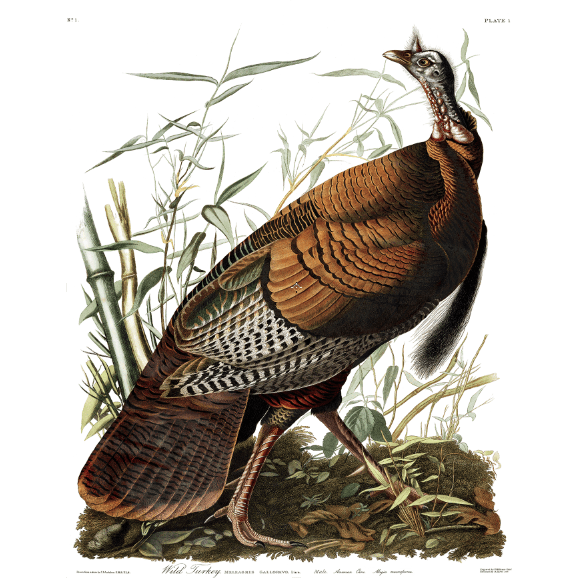 Akoestisch Paneel 'Wild Turkey'