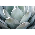 Kunssst akoestisch paneel Kopie van Akoestisch paneel 'Agave' akoestisch paneel geluidsdemping kunst werk kamer galm muur