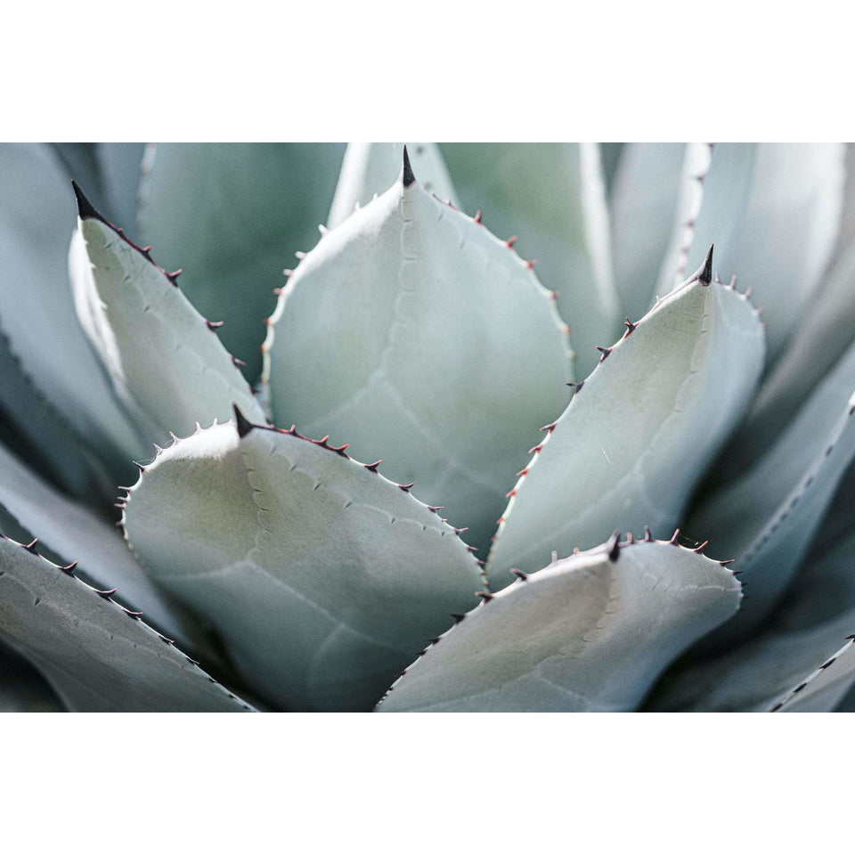 Kunssst akoestisch paneel Kopie van Akoestisch paneel 'Agave' akoestisch paneel geluidsdemping kunst werk kamer galm muur