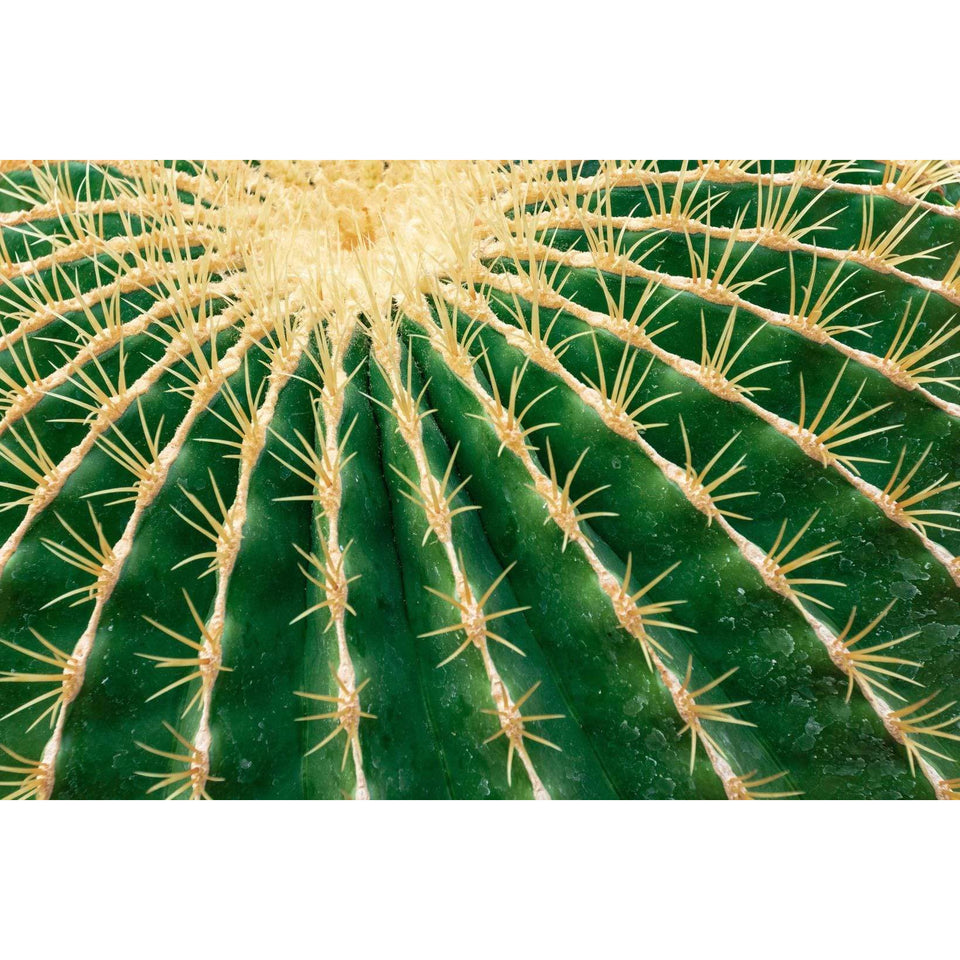 Kopie van Akoestisch paneel 'Close cactus'